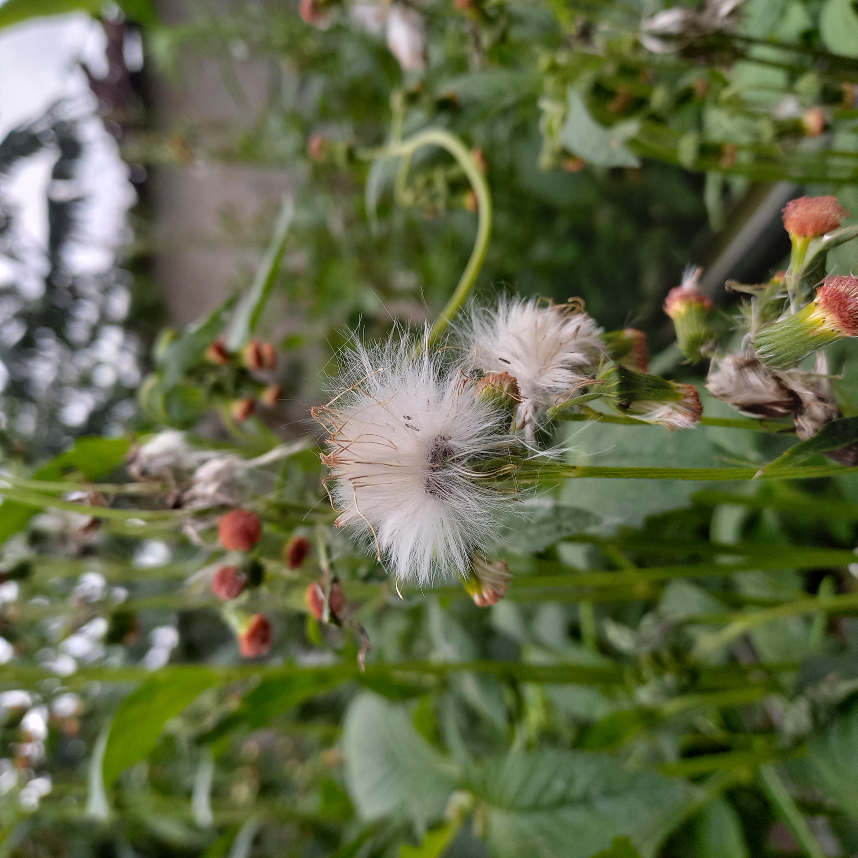 Bunga dandelion putih