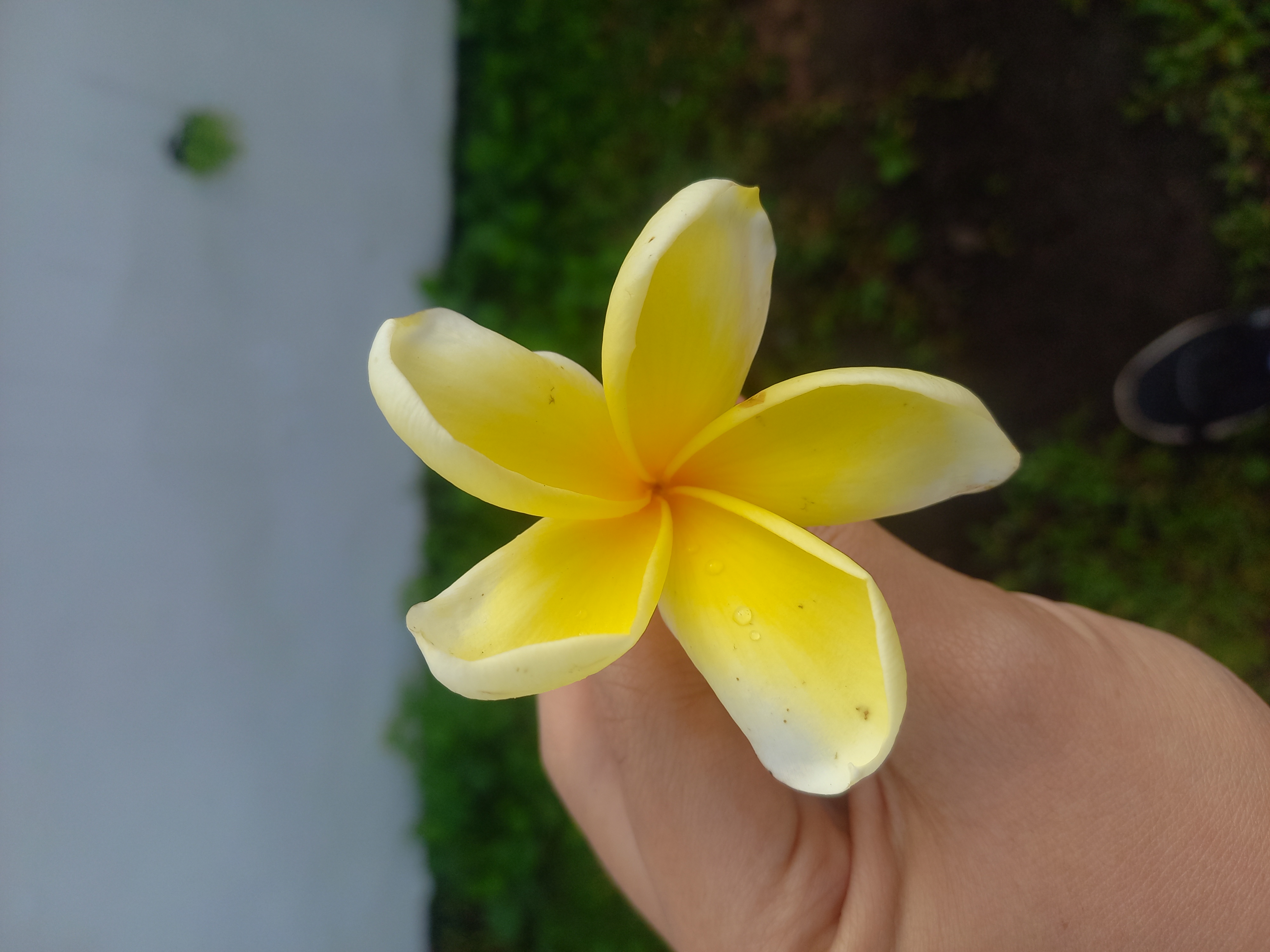 Bunga kamboja kuning