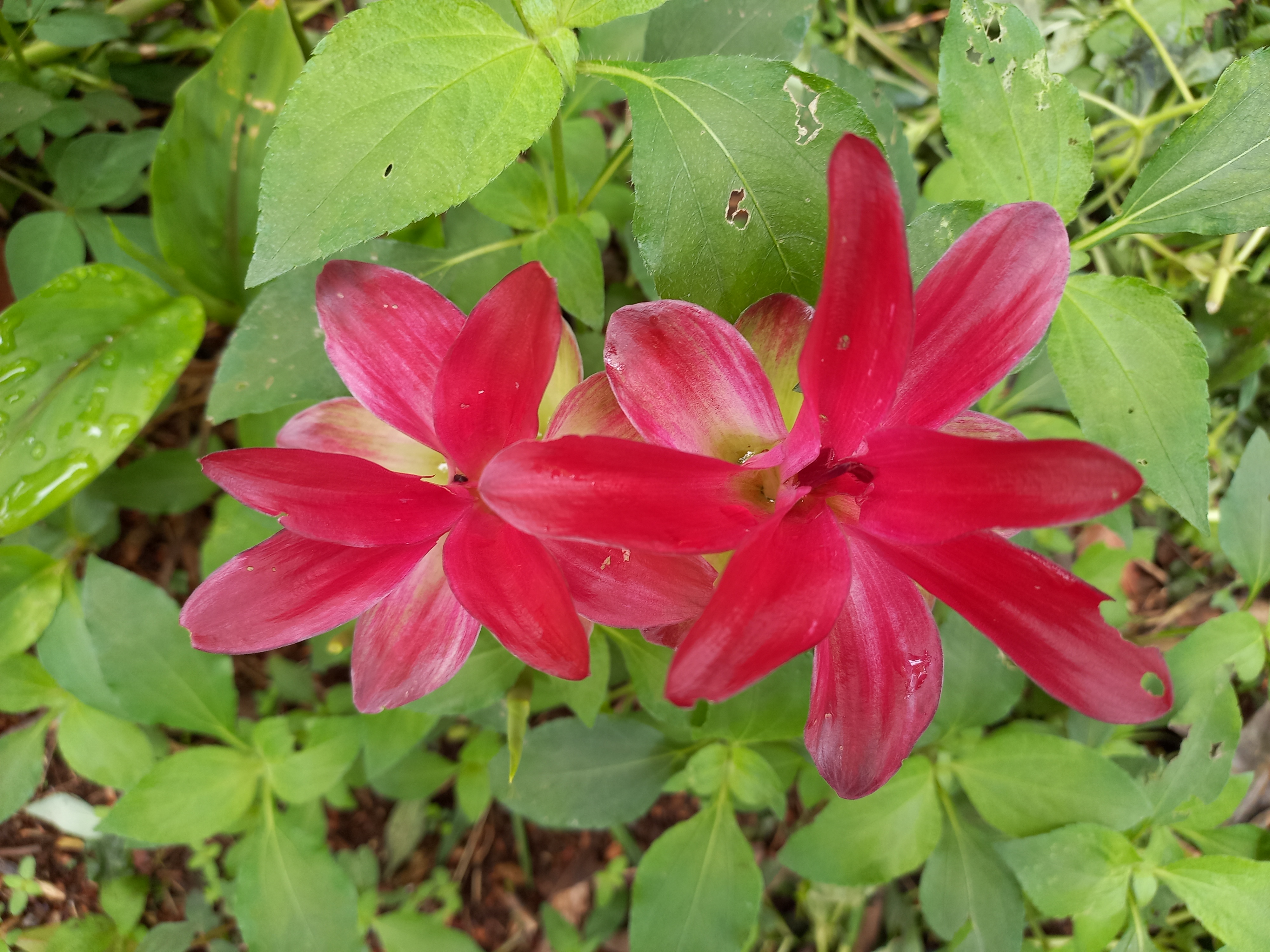 Bunga merah